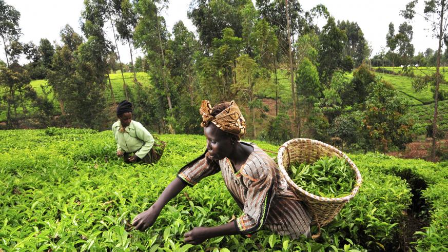 In Rwanda, agricultural processing at a forced march