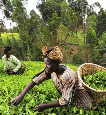 In Rwanda, agricultural processing at a forced march